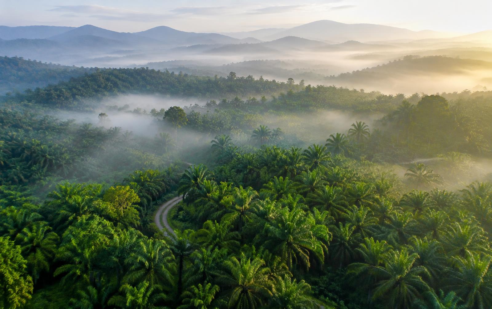 Misty tropical landscape in Malaysia
